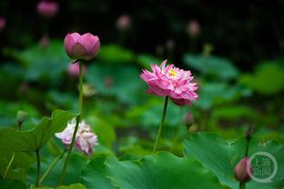 湖人替补里夫斯28分&其余合计仅2分 八村海斯范德彪皆挂零